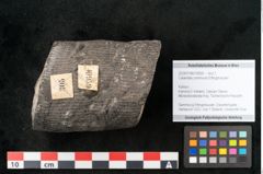 Foto (Objekt + Etikett) von Calamites communis Ettingshausen (NHMW-GEO-2024-0188-10959)